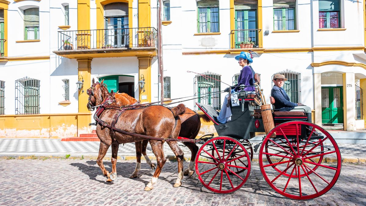 Choosing Your First Carriage Driving Harness for Everyday Use