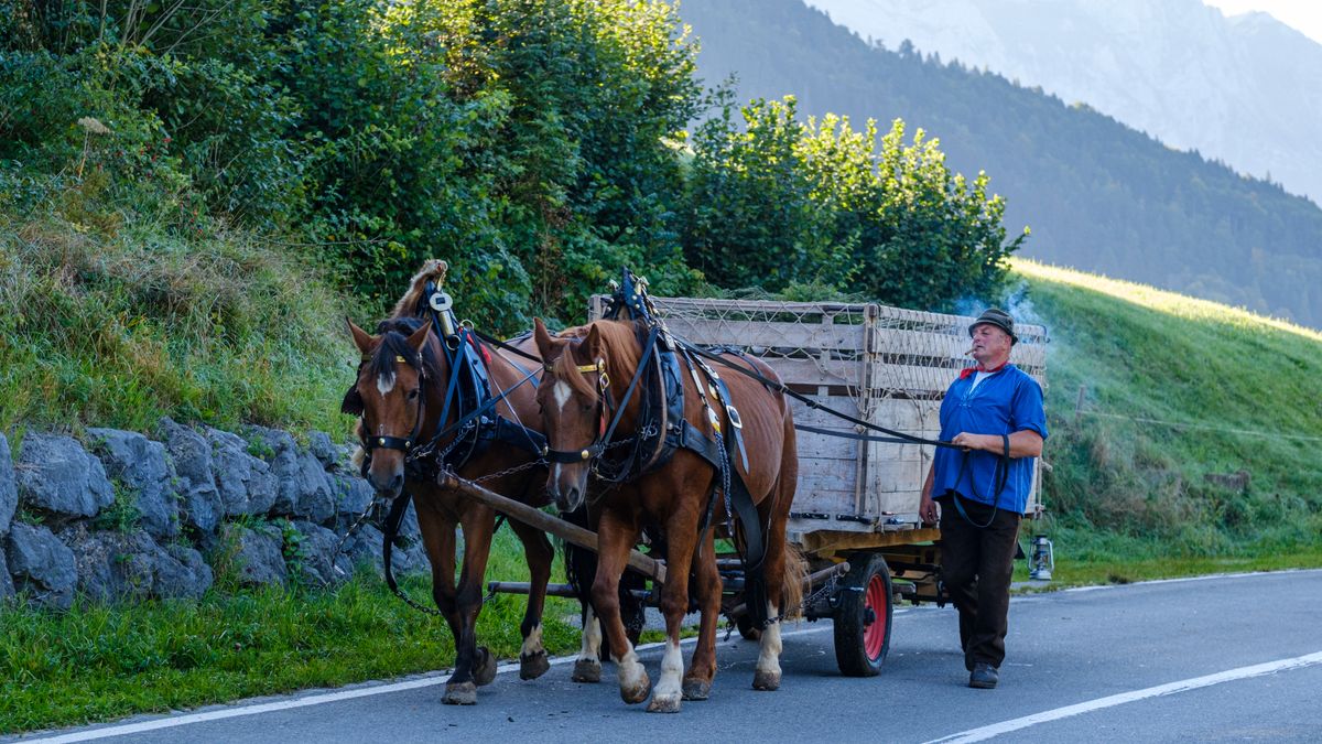 Feeding Working Horses for Energy and Condition