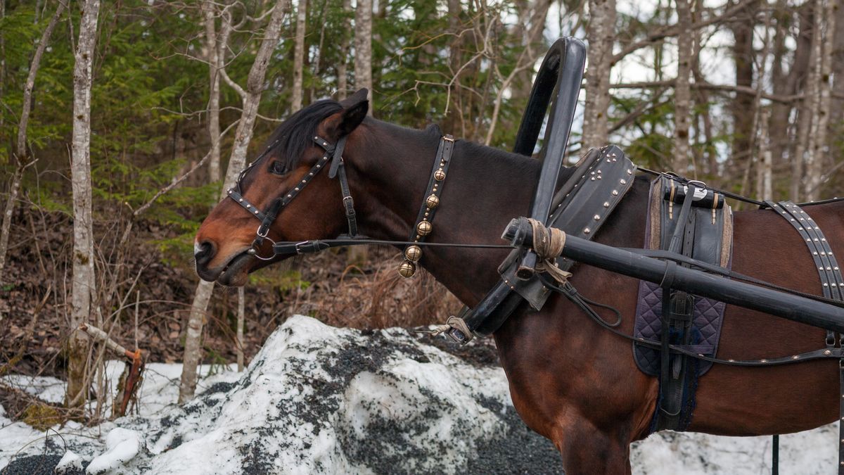 Introducing Children to Carriage Driving Safely