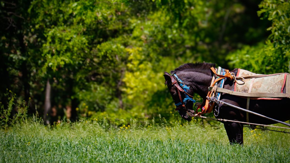 What to Expect at a Traditional Carriage Driving Show
